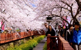 H&agrave;n Quốc hủy lễ hội hoa anh đ&agrave;o để ph&ograve;ng dịch Covid-19