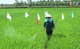 Tr&ecirc;n 1.000 ha l&uacute;a xu&acirc;n của huyện Kiến Xương bị nhiễm bệnh đạo &ocirc;n