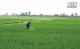 X&iacute; nghiệp KTCTTL huyện Tiền Hải: Bảo đảm đủ nước phục vụ chăm s&oacute;c l&uacute;a xu&acirc;n