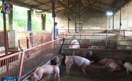 Bộ NN&PTNT đề nghị c&aacute;c cơ sở chăn nu&ocirc;i nhỏ lẻ giảm gi&aacute; lợn xuống 70.000 đồng/kg