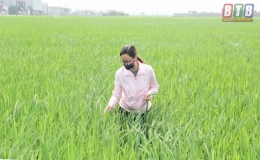 B&aacute;m s&aacute;t đồng ruộng, kịp thời ph&ograve;ng, trừ s&acirc;u bệnh hại l&uacute;a
