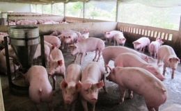 Gi&aacute; lợn hơi lập đỉnh 94.000 đồng/kg