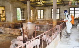 Kh&oacute; t&aacute;i đ&agrave;n sau bệnh dịch tả lợn ch&acirc;u Phi