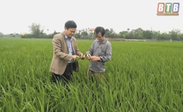 Kiến Xương, Tiền Hải: Bảo vệ l&uacute;a xu&acirc;n