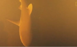 Kinh ngạc c&aacute; mập sống trong miệng n&uacute;i lửa dưới đ&aacute;y đại dương