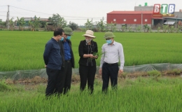 Tiền Hải: Ph&aacute;t động chiến dịch ph&ograve;ng, trừ s&acirc;u cuốn l&aacute; nhỏ từ ng&agrave;y 24 - 27/4