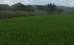 Vụ l&uacute;a đ&ocirc;ng xu&acirc;n ph&iacute;a bắc đang ph&aacute;t triển thuận lợi