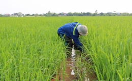 Vũ Vinh: Tỷ lệ chuột cắn ph&aacute; l&uacute;a giảm gần 50% so với vụ xu&acirc;n năm 2019