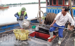 Cảng c&aacute; Thụy T&acirc;n: N&acirc;ng cao hiệu quả khai th&aacute;c hải sản