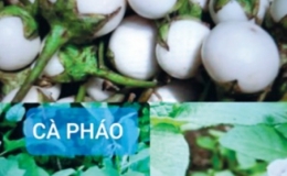 Một quả c&agrave; bằng ba thang thuốc