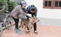 Nam Trung: Ti&ecirc;m ph&ograve;ng vắc-xin bảo vệ đ&agrave;n gia s&uacute;c, gia cầm