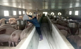 N&acirc;ng cao vai tr&ograve; hợp t&aacute;c x&atilde; trong x&acirc;y dựng n&ocirc;ng th&ocirc;n mới