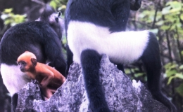 H&agrave; Nam: Ph&ecirc; duyệt khu bảo tồn lo&agrave;i voọc m&ocirc;ng trắng tại huyện Kim Bảng