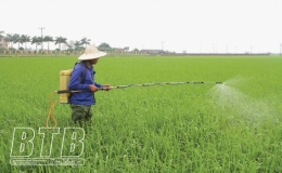 Quỳnh Phụ: Tập trung chăm s&oacute;c l&uacute;a xu&acirc;n