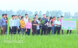 Tham quan m&ocirc; h&igrave;nh &aacute;p dụng canh t&aacute;c l&uacute;a th&acirc;n thiện với m&ocirc;i trường SRI