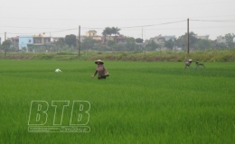 Th&agrave;nh phố: Triển khai kế hoạch ph&ograve;ng, trừ s&acirc;u bệnh hại l&uacute;a xu&acirc;n năm 2021