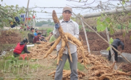 Hiệu quả m&ocirc; h&igrave;nh trồng sắn d&acirc;y ở An Đồng 