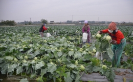 Quỳnh Hải: Gi&aacute; trị sản xuất từ c&acirc;y m&agrave;u đạt gần 1 tỷ đồng/ha/năm