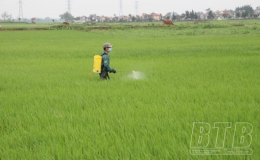 Tăng cường c&ocirc;ng t&aacute;c chỉ đạo sản xuất,  ph&ograve;ng, trừ s&acirc;u bệnh bảo vệ l&uacute;a xu&acirc;n 2022