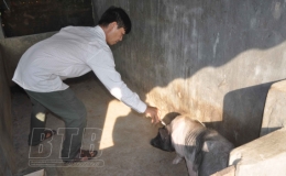 Th&aacute;i Thụy: Cấp gần 40.000 liều vắc-xin ph&ograve;ng bệnh cho đ&agrave;n vật nu&ocirc;i