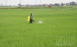 Tiền Hải: Chăm s&oacute;c, bảo vệ l&uacute;a xu&acirc;n