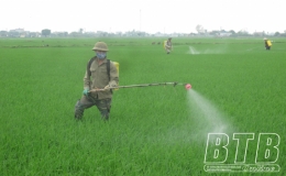 Chủ động ph&ograve;ng tr&aacute;nh bệnh đạo &ocirc;n tr&ecirc;n l&uacute;a xu&acirc;n   