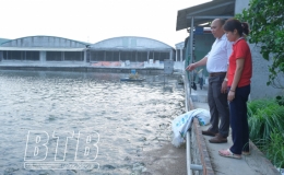 N&ocirc;ng d&acirc;n Hưng H&agrave;: Sản xuất, kinh doanh giỏi, gi&uacute;p nhau l&agrave;m gi&agrave;u