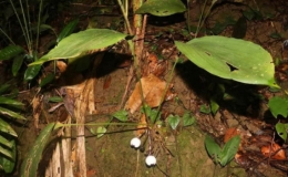 Ph&aacute;t hiện lo&agrave;i tỏi rừng mới ở Việt Nam