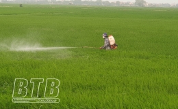 Quỳnh Phụ: Từ ng&agrave;y 4-7/5 tổ chức phun trừ s&acirc;u cuốn l&aacute; nhỏ