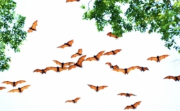 Th&aacute;i Lan: H&agrave;ng ngh&igrave;n con dơi bay lượn tr&ecirc;n bầu trời