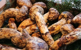 Cận cảnh loại nấm mọc tr&ecirc;n n&uacute;i 'đắt hơn v&agrave;ng r&ograve;ng' được săn đ&oacute;n ở Nhật Bản