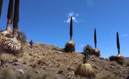 Chi&ecirc;m ngưỡng 'Nữ ho&agrave;ng Andes' 100 năm ra hoa một lần