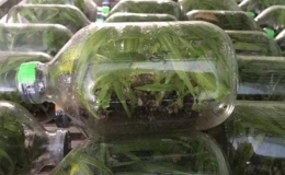 'Cứu' s&acirc;m cau bằng giống nu&ocirc;i cấy m&ocirc;