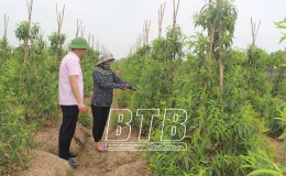 Đ&ocirc;ng Hưng: Giải ng&acirc;n gần 50 tỷ đồng cho vay ưu đ&atilde;i của Ch&iacute;nh phủ