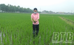 Đ&ocirc;ng Hưng: Ph&ograve;ng, trừ bệnh đạo &ocirc;n hại l&aacute;