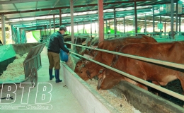 Đ&ocirc;ng Hưng: Tổng đ&agrave;n gia s&uacute;c, gia cầm đạt gần 1,4 triệu con, tăng 5% so với c&ugrave;ng kỳ năm 2023