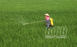Hưng H&agrave;: Chủ động ph&ograve;ng, trừ s&acirc;u bệnh bảo vệ l&uacute;a xu&acirc;n