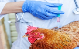 Khuyến c&aacute;o ph&ograve;ng bệnh dịch c&uacute;m gia cầm