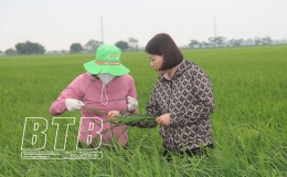 Kiến Xương: S&acirc;u bệnh tr&ecirc;n l&uacute;a xu&acirc;n diễn biến phức tạp