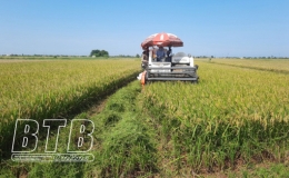 Nghị quyết số 12/NQ-HĐND ng&agrave;y 10/4/2024 ph&ecirc; duyệt chuyển mục đ&iacute;ch sử dụng đất trồng l&uacute;a để thực hiện c&aacute;c dự &aacute;n tr&ecirc;n địa b&agrave;n tỉnh Th&aacute;i B&igrave;nh 