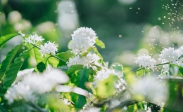 Những điểm 'săn' hoa c&agrave; ph&ecirc; ở T&acirc;y Nguy&ecirc;n