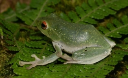 Ph&aacute;t hiện lo&agrave;i ếch c&acirc;y v&agrave; nh&aacute;i l&ugrave;n n&acirc;u tại Việt Nam