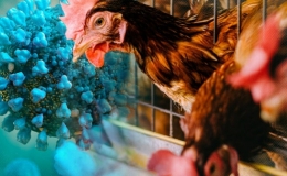 Th&ocirc;ng tin th&ecirc;m về ca nhiễm c&uacute;m A/H9N2 đầu ti&ecirc;n tại Việt Nam