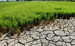 Tin dự b&aacute;o x&acirc;m nhập mặn tỉnh Th&aacute;i B&igrave;nh 