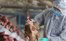 Tổ chức Y tế Thế giới khuyến c&aacute;o c&aacute;c nước theo d&otilde;i diễn biến dịch c&uacute;m gia cầm