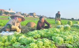 Vũ Thư: Phấn đấu x&acirc;y dựng &iacute;t nhất 2 m&ocirc; h&igrave;nh sản xuất VietGAP