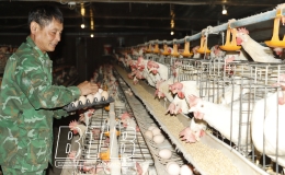 Cựu chiến binh Nguyễn Xu&acirc;n Hảo: Th&agrave;nh c&ocirc;ng tr&ecirc;n trận tuyến mới