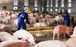 Gi&aacute; lợn hơi giảm mạnh