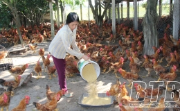 Người chăn nu&ocirc;i g&agrave; d&egrave; dặt t&aacute;i đ&agrave;n