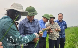 Tập trung l&atilde;nh đạo, chỉ đạo thực hiện tốt đợt ph&ograve;ng trừ s&acirc;u bệnh bảo vệ l&uacute;a xu&acirc;n